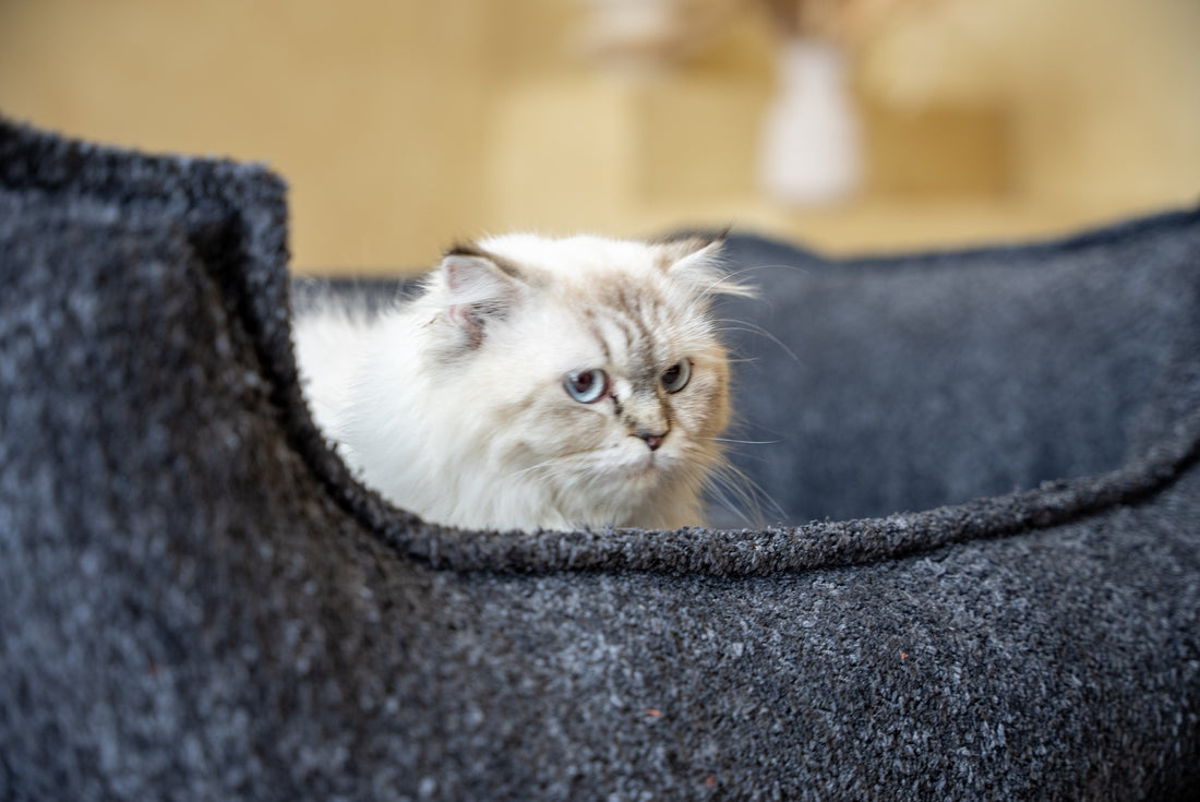 Custom Cat Bed